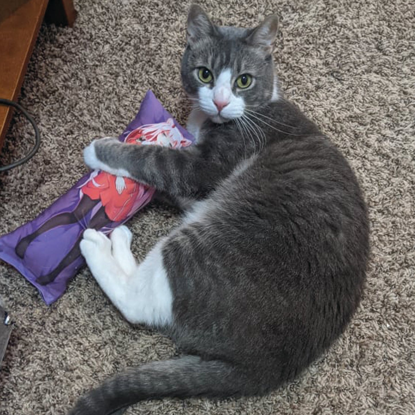 Anime - Loid Catnip Body Pillow